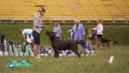 Для вязки предлагается Кобель породы лабрадор шоколадного окраса 