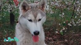 Сибирская хаски