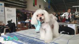 Породистый кобель мальтийская болонка для вязки