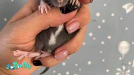 Крысы породы Дамбо