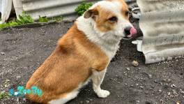 Пес остался один, помогите приютить