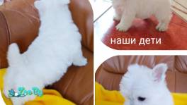 Продаются щенки  Вест хайленд Уайт терьер девочки 