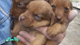 Щенки в дар