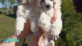 Пудель с родословной FCI