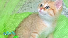 ЗОЛОТАЯ ШИНШИЛЛА шотландские котята