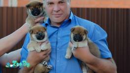 Щенки сиба ину из питомника РКФ