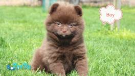 Померанский шпиц