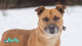 Рыжий пёс- в поисках дома!