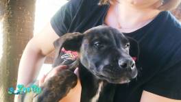 Щенки кане корсо (метисы) в дар.