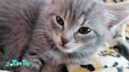 Игривые котята ищут дом.