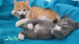 Котята в дар