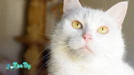 Мишель снежная