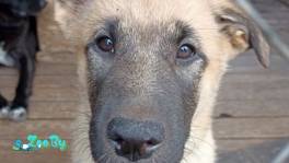 Отдам щенка в хорошие руки