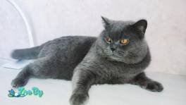 Британский кот