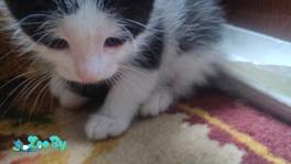 Кошечка, очень нежная,веселая,1 месяц