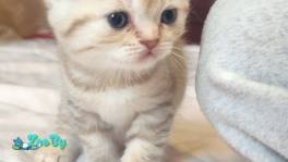 Шотландские котята