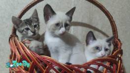 Котята, 3 девочки и 2 мальчика ищут своих хозяев! 