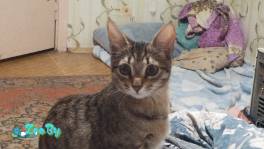 ПРОПАЛА КОШКА В УРУЧЬЕ 