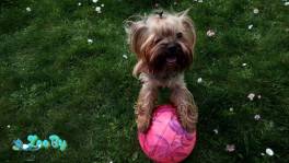 Пропал йоркширский терьер