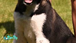 Американская акита