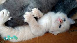 Котята