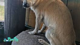 Пропал чихуахуа 