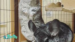 Продам шиншилл 