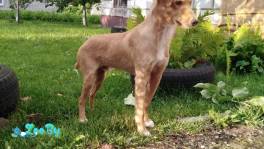 Собака в дар