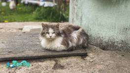 Одинокий котенок ищет дом