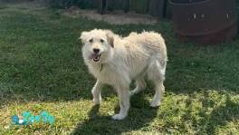 Ищем для Норы хозяина