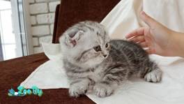 Продам шотландского котенка - девочка 1,5 мес