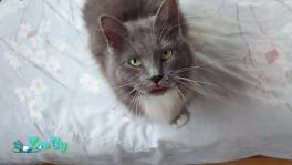 Милая кошечка в добрые руки