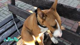 Бультерьер девочка 8 месяцев