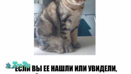 Пропала кошка