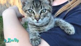 Котёнок девочка