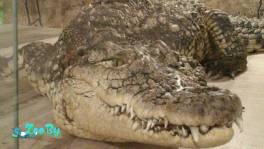 Продам Нильского крокодила по имени Гена