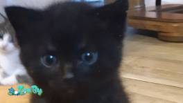 Котенок от лечебной кошки