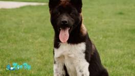 Американская акита