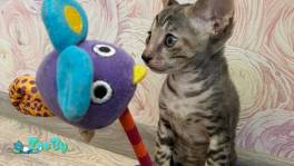 Котенок корниш-рекс
