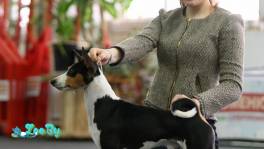 БАСЕНДЖИ кобель ищет пару!