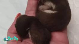 Продажа любимицы семьи ласка Ежевичка