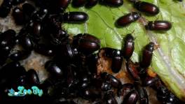 Жук знахарь, чернотелка