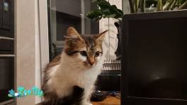 Котята в дар