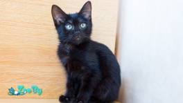 Кошечка 2,5 мес