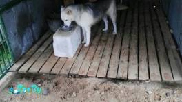 Метис лайки ищет новый дом.