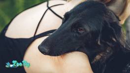 Дана ищет дом!!!