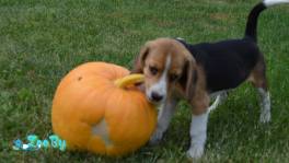 Продам 2 девочек бигль из питомника