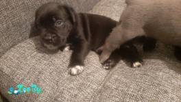 Щенки Кане - Корсо родились 14.08.2022