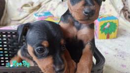 Щенки цвергпинчера 