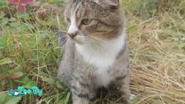 Два котика ищут дом